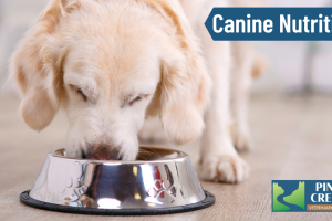Canine Nutrition Tips