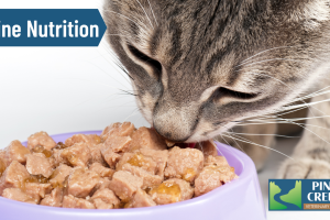 Feline Nutrition Tips