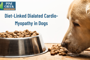 Diet-Linked DCM in Dogs